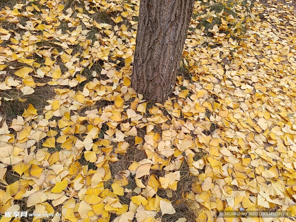 树下金黄落叶秋景