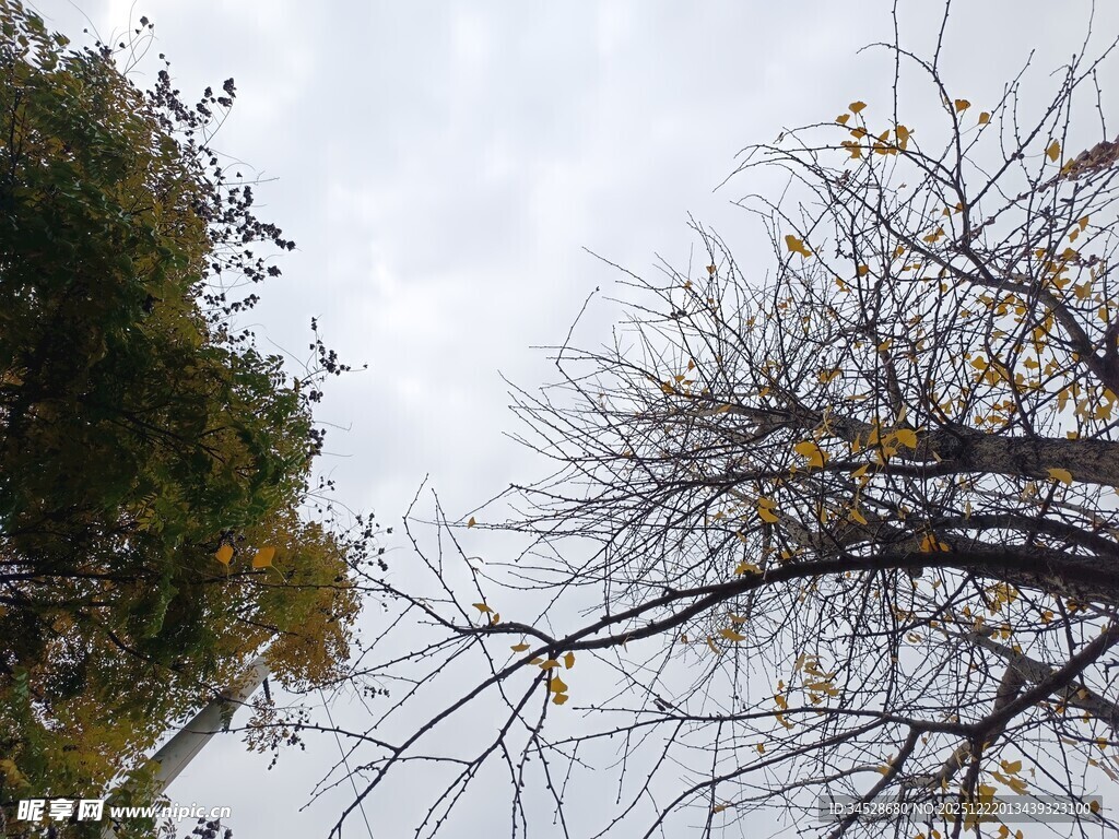 秋日枯树与葱郁绿植对比