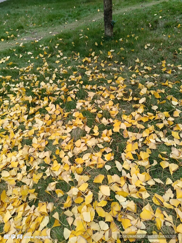 金黄落叶铺满草地秋景