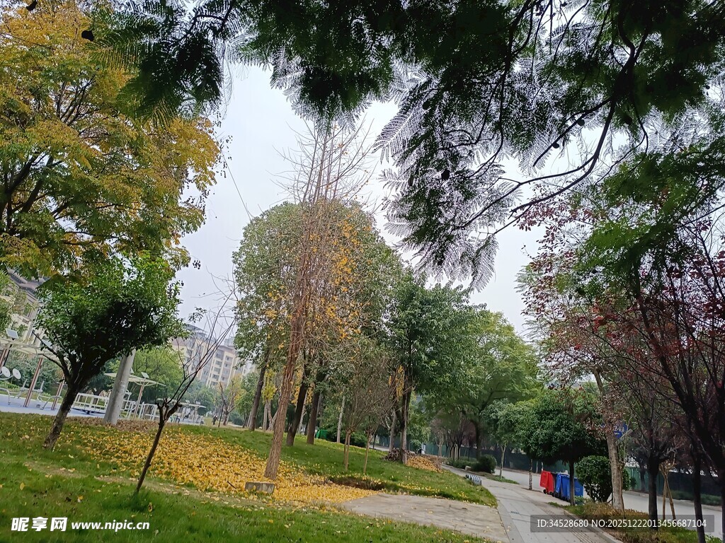 秋日公园林荫小道美景