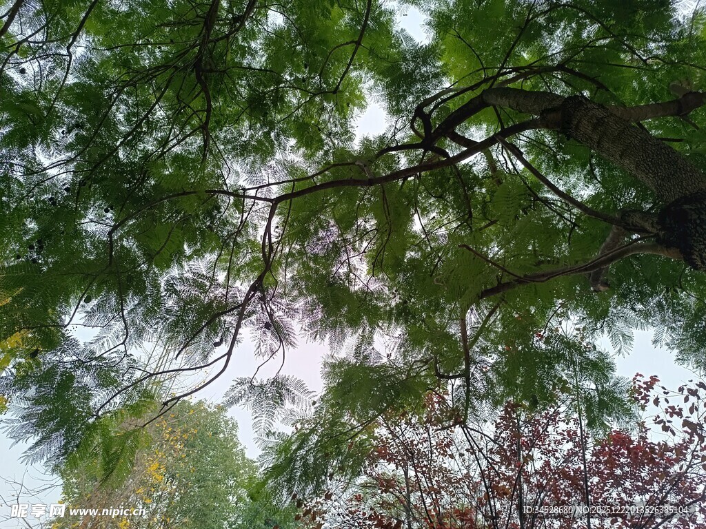 仰视茂密松树枝叶