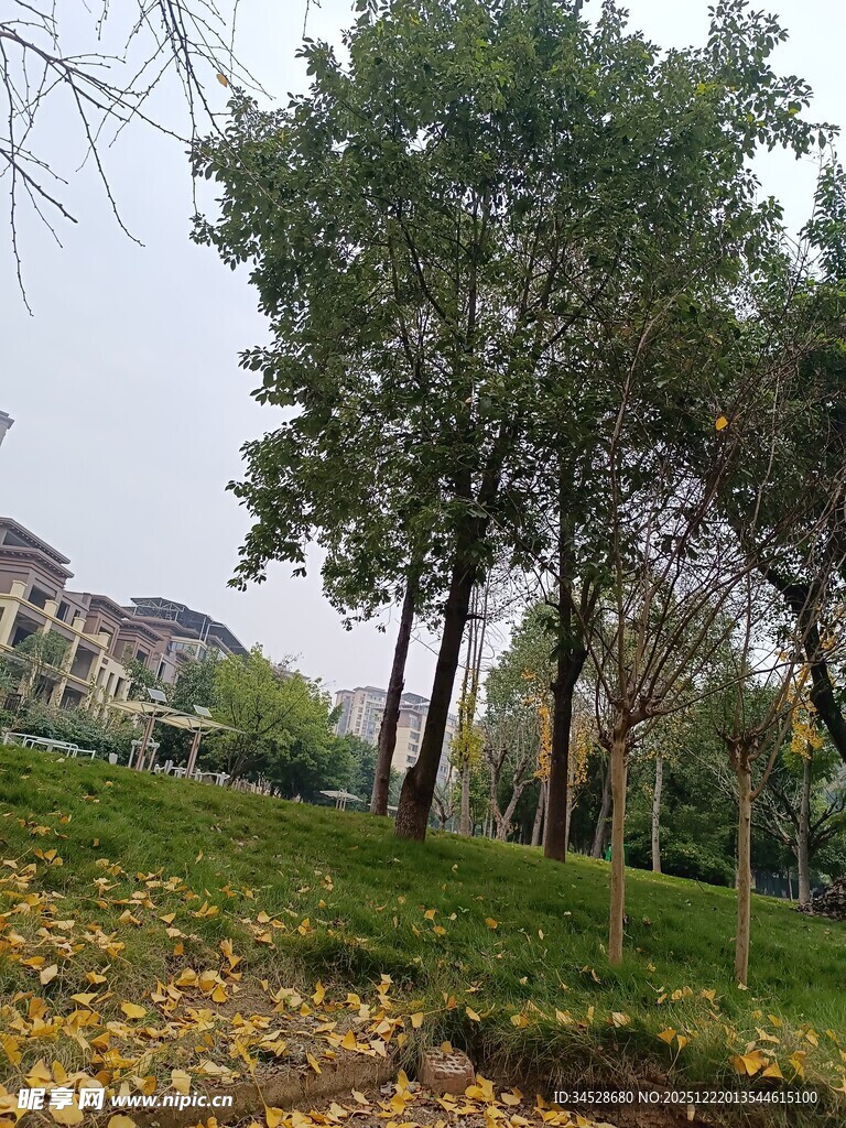 秋日公园树木与落叶景致