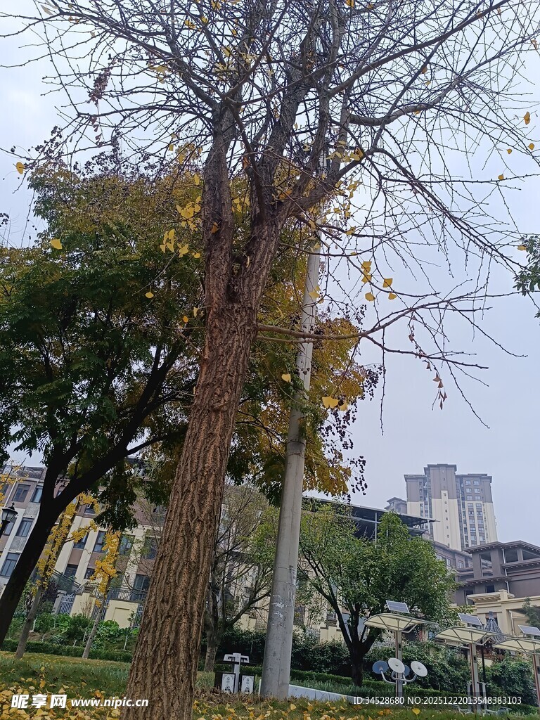 秋日公园中的孤树