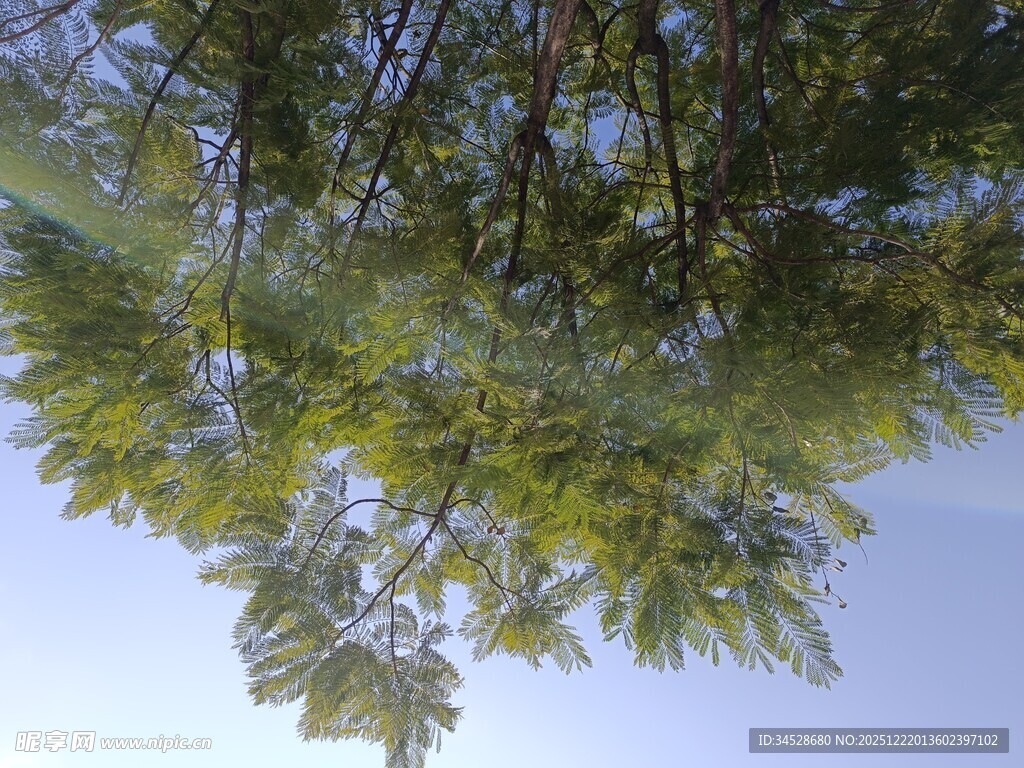 仰视翠绿繁茂的树枝