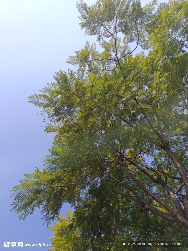 蓝天映衬下的葱郁树梢