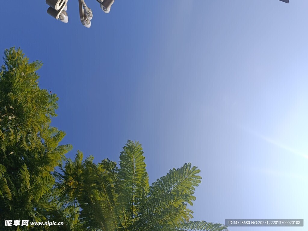 蓝天绿树间的飞鸟景象