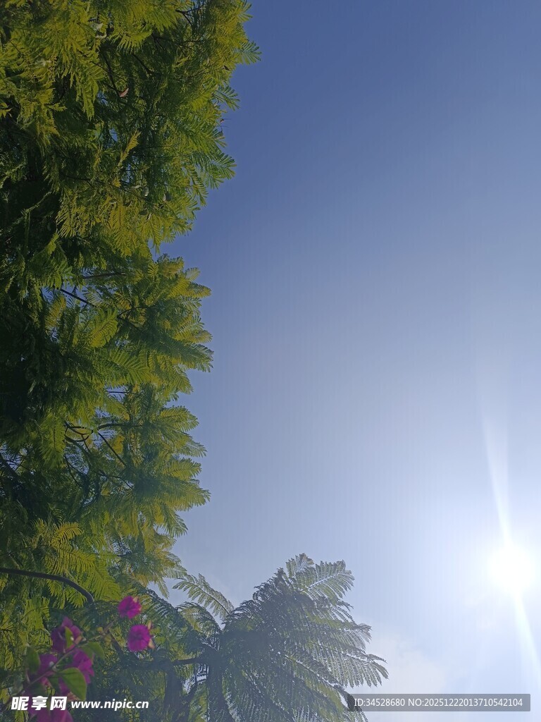 阳光下的绿树繁花