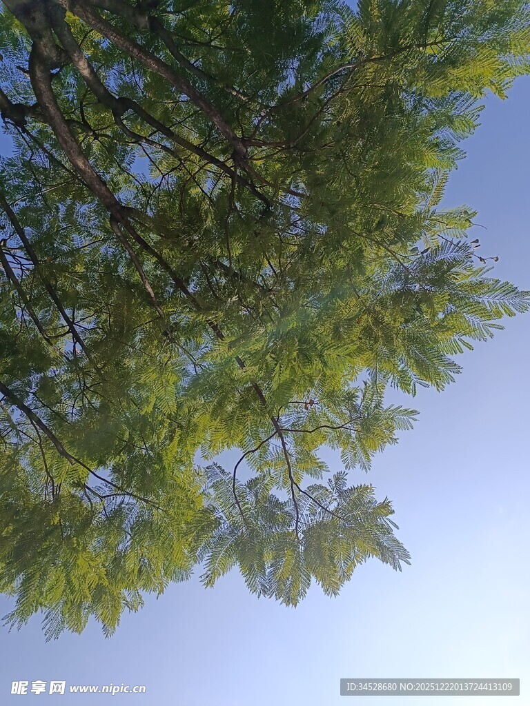 仰视翠绿枝叶与蓝天