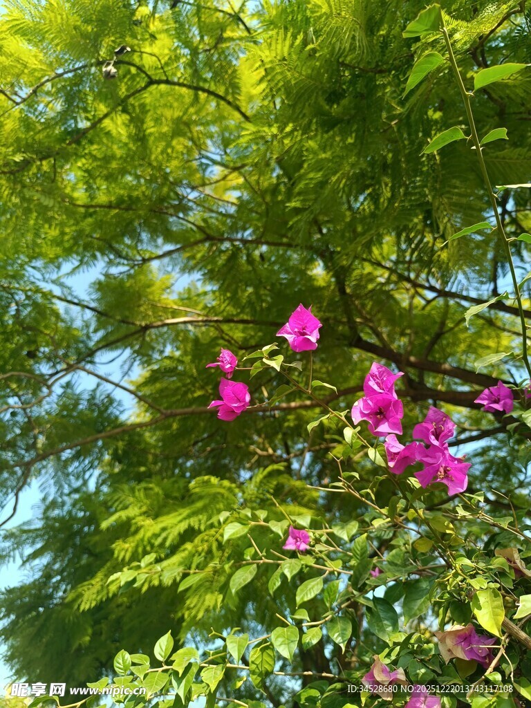 绿叶间绽放的艳丽三角梅