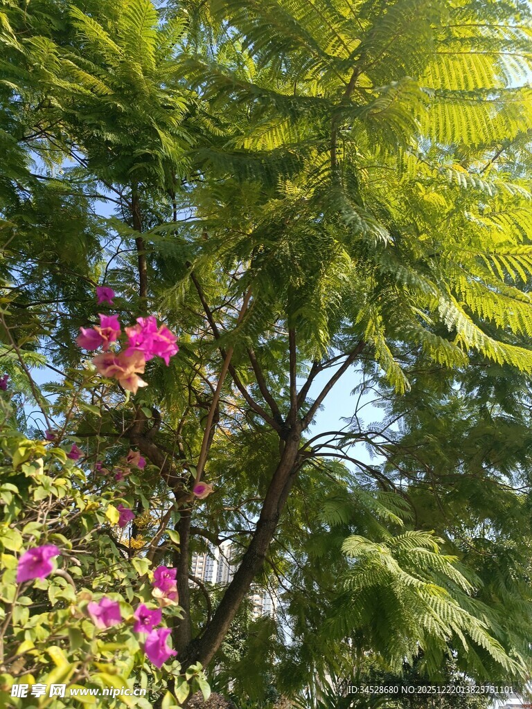 阳光下繁花绿树美景