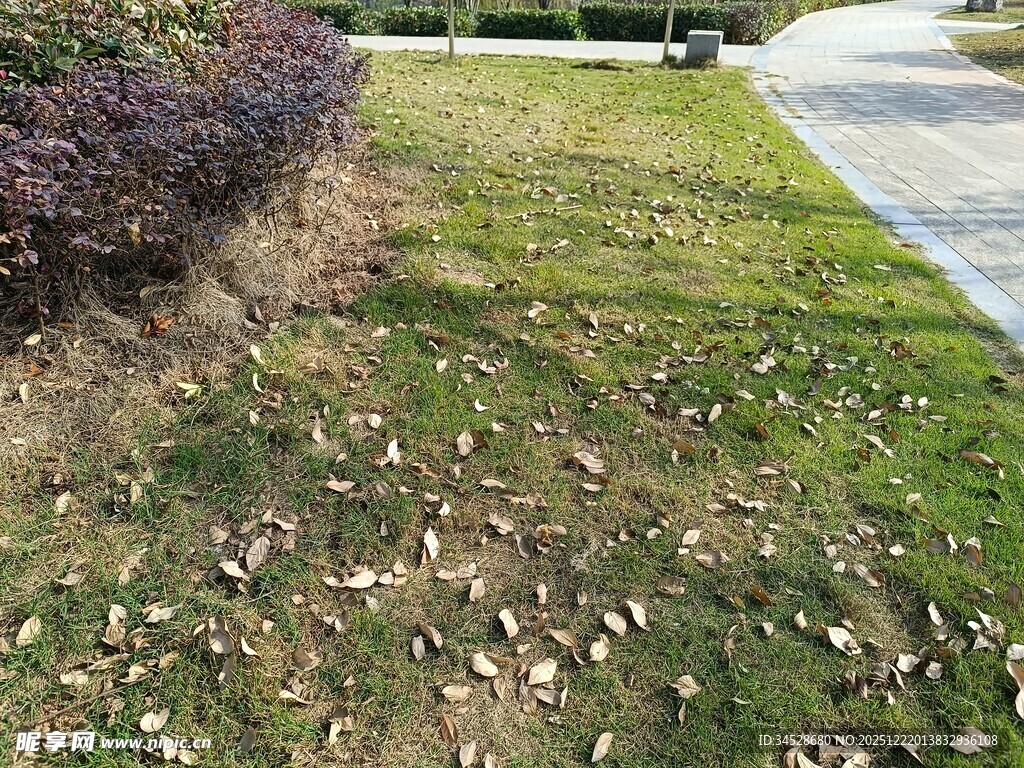 路边草地散落枯黄树叶