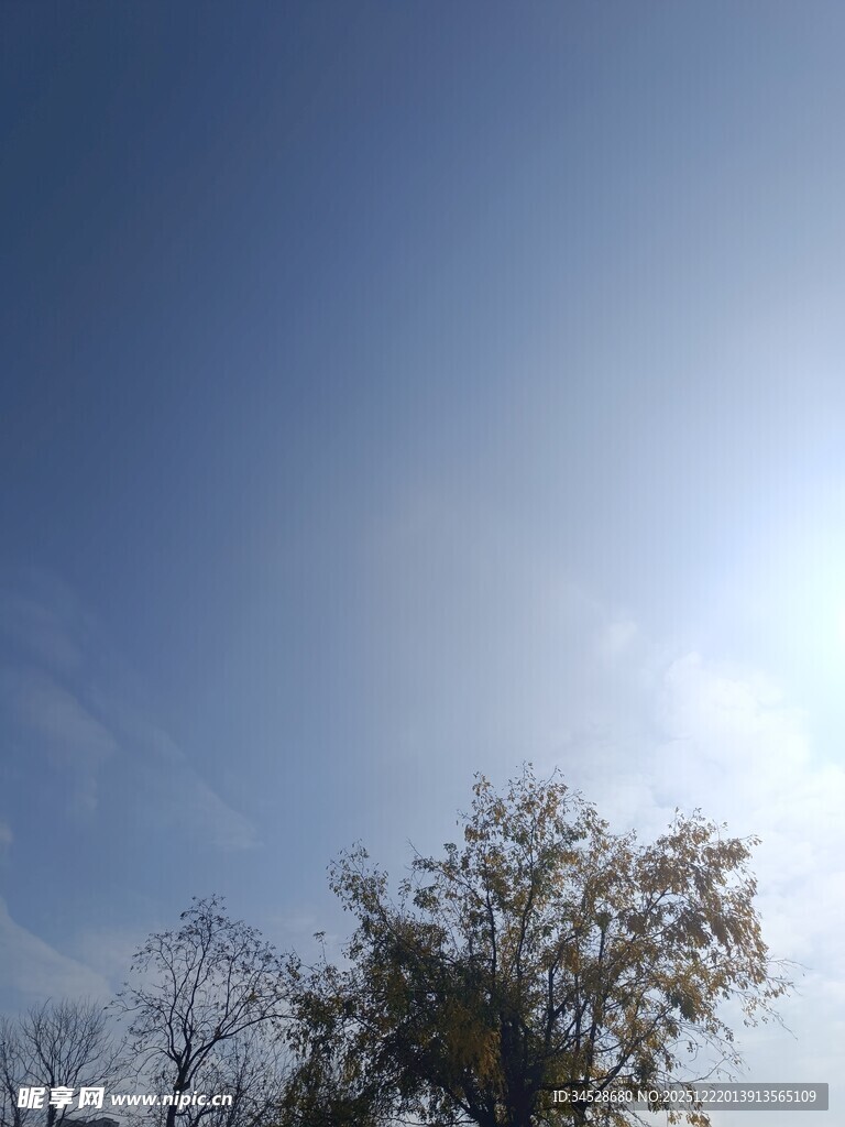 蓝天暖阳下的树木