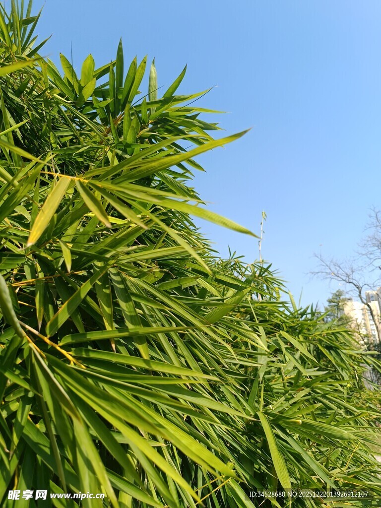翠绿竹叶映蓝天