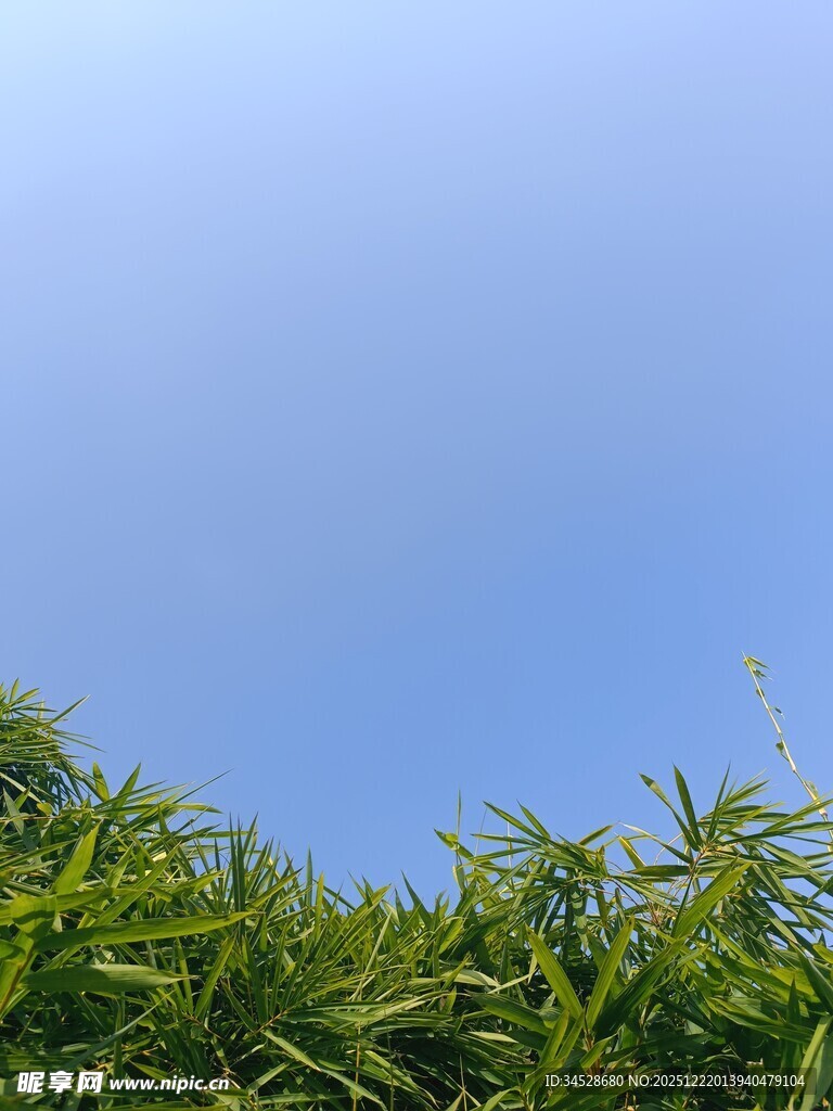 蓝天映衬下的翠绿竹叶