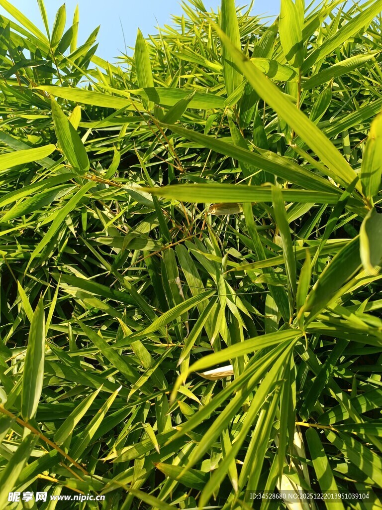 翠绿繁茂的竹叶景观