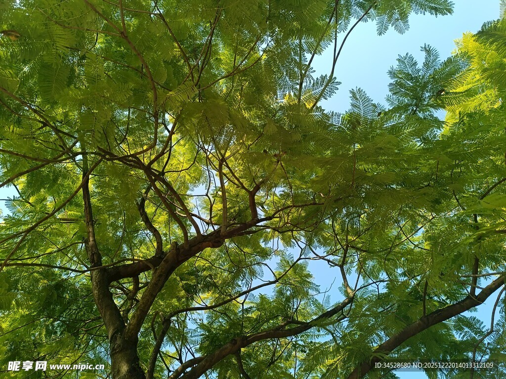 夏日绿树蓝天美好景致