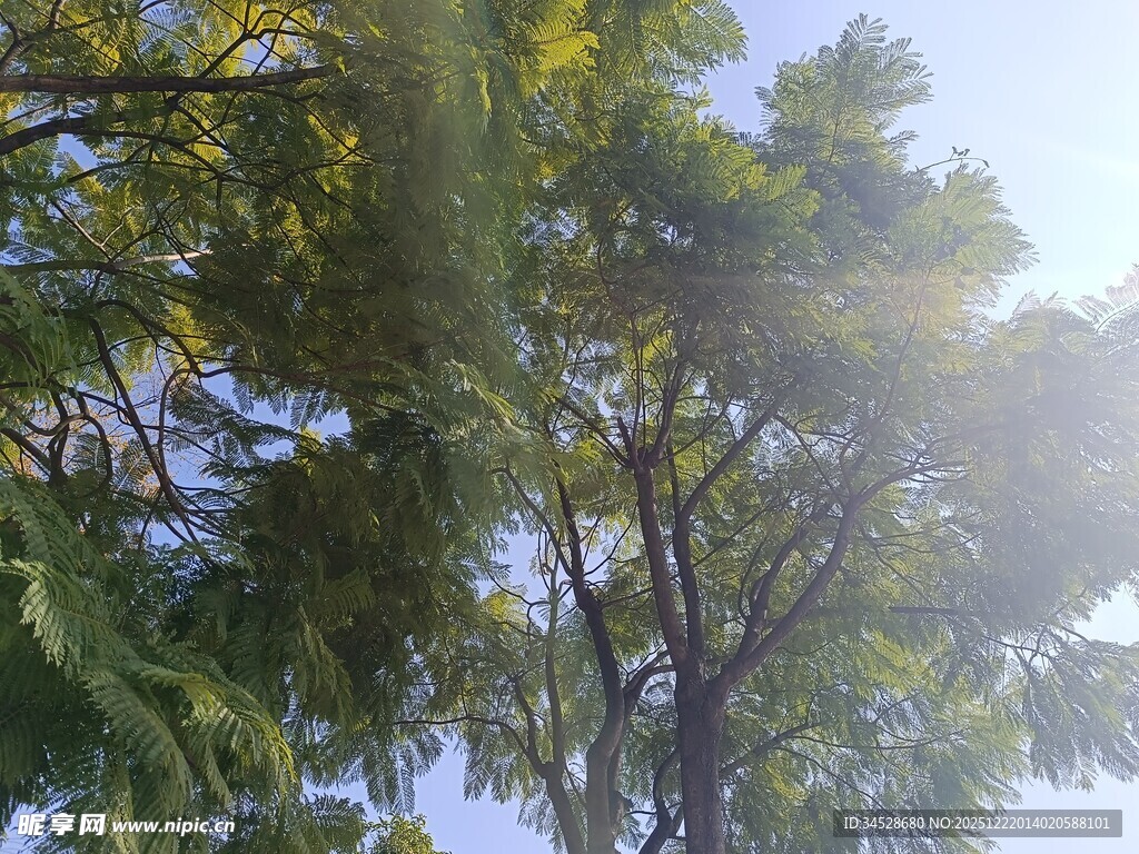 阳光透过枝叶的美好景象