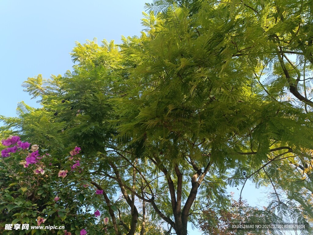 绿树繁花映蓝天