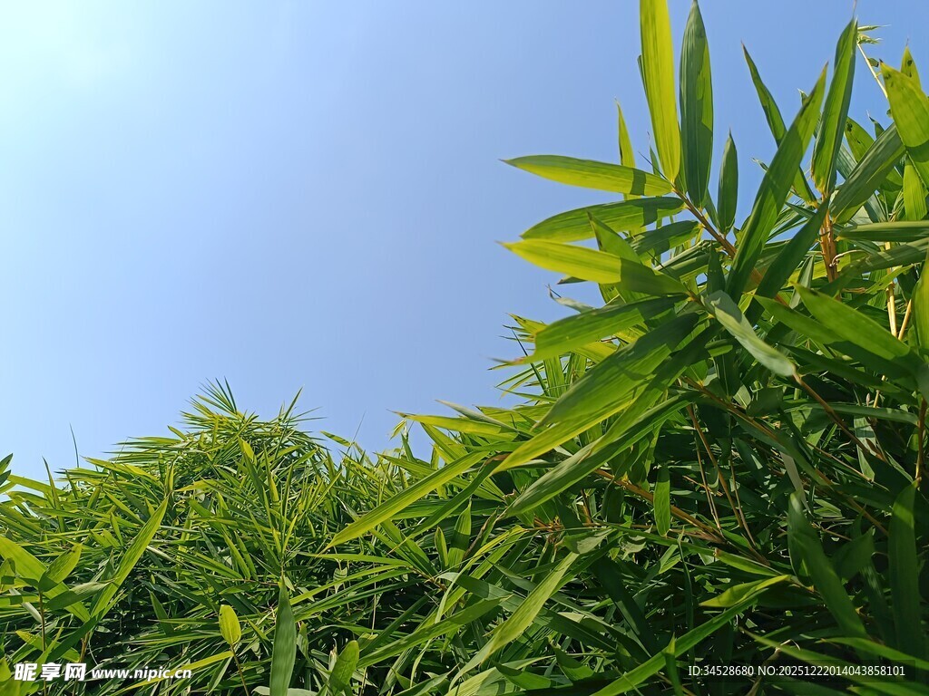 翠绿竹林映蓝天