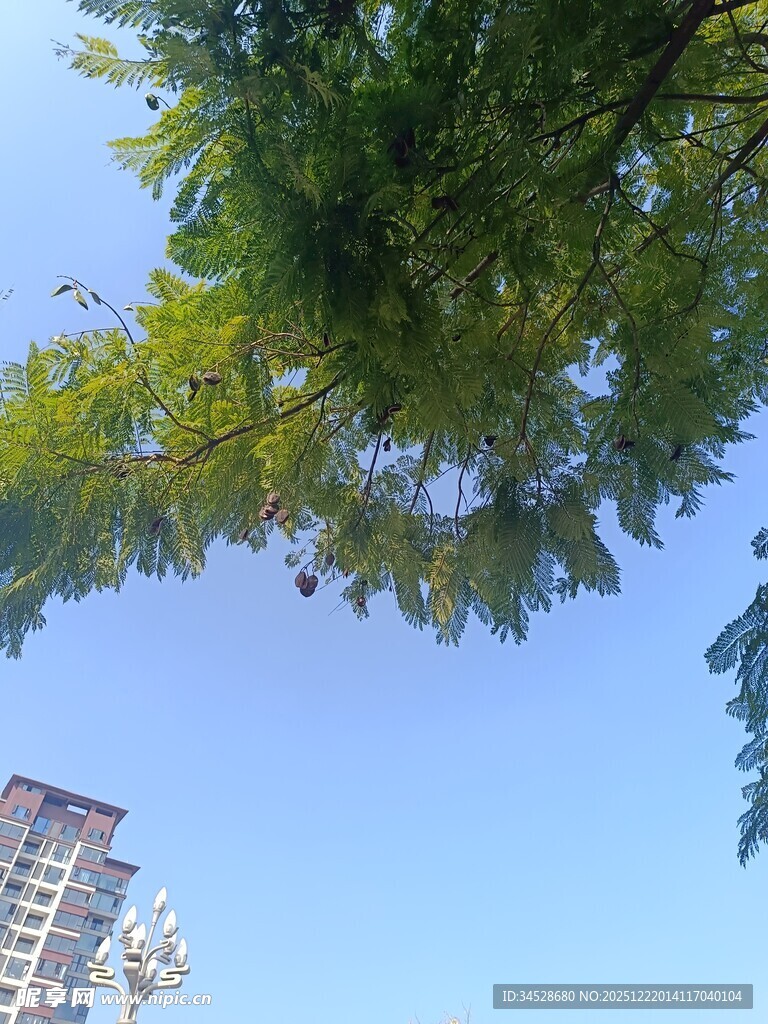 仰视绿树与高楼