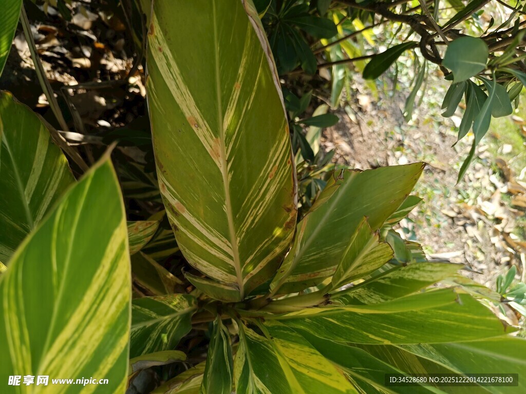 斑斓叶片的绿植特写