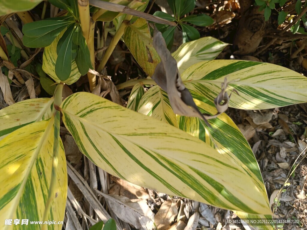 黄绿相间斑纹叶片植物