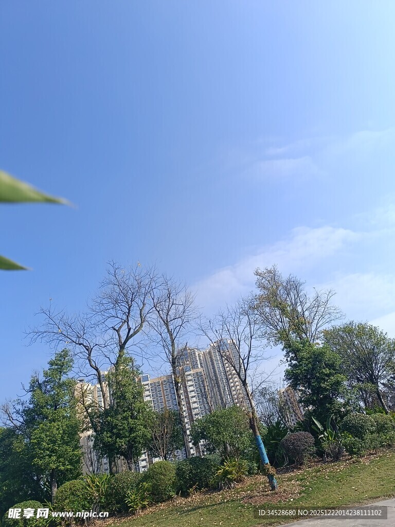 蓝天绿树旁的城市风景