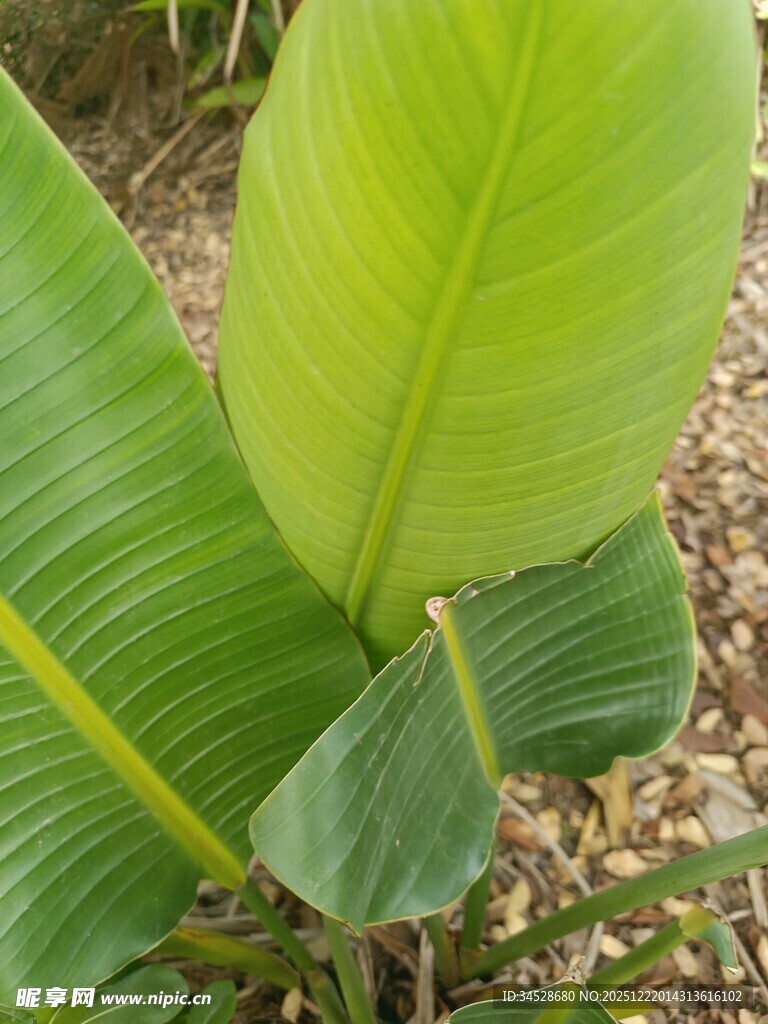 翠绿芭蕉叶特写