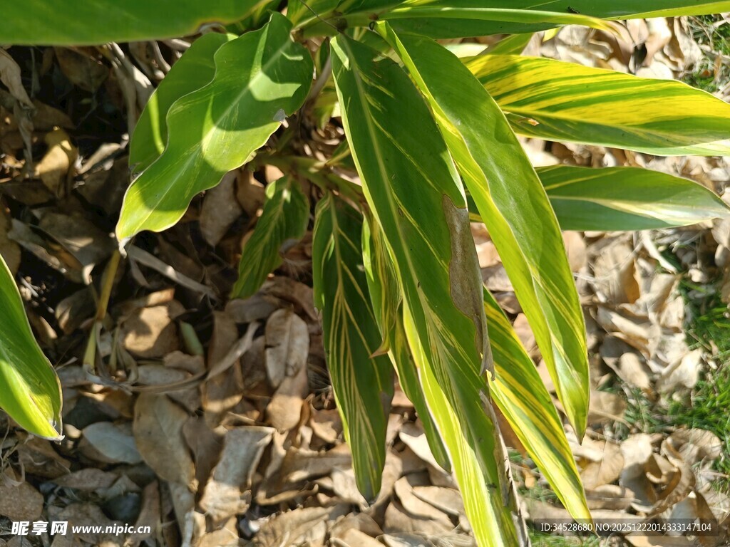 翠绿竹叶与地面碎石景致