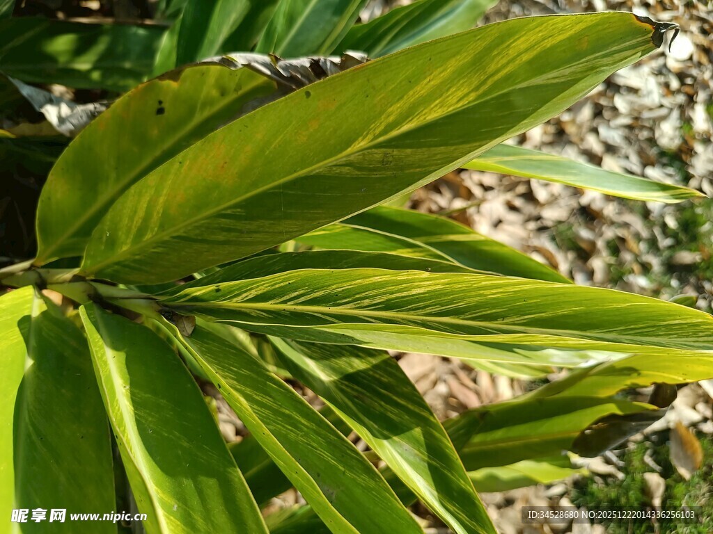 翠绿舒展的植物叶片