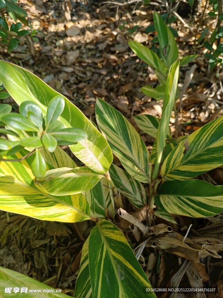 黄绿条纹叶片的植物