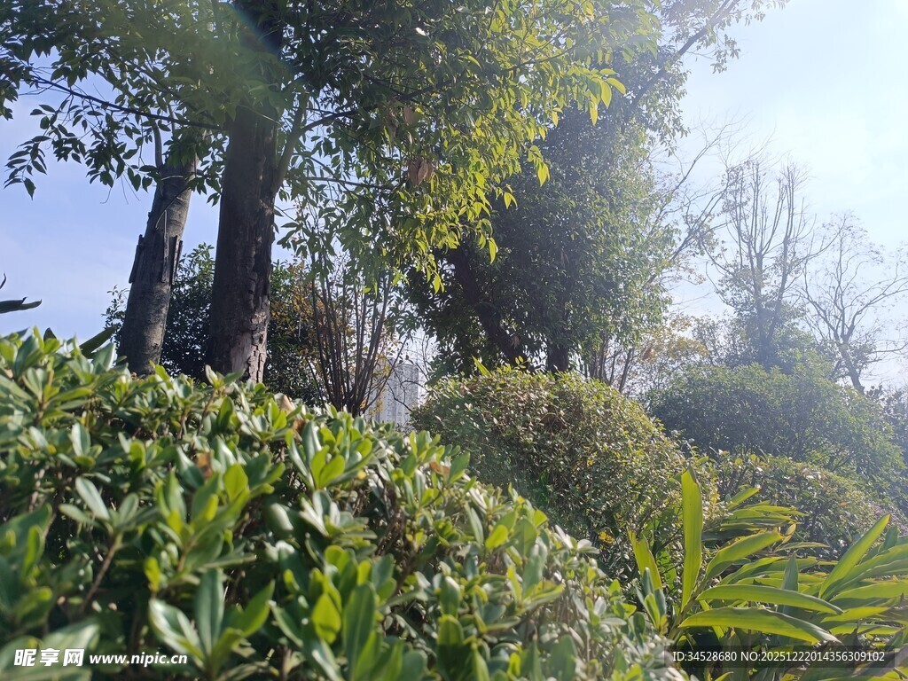 阳光照耀下的绿植景观