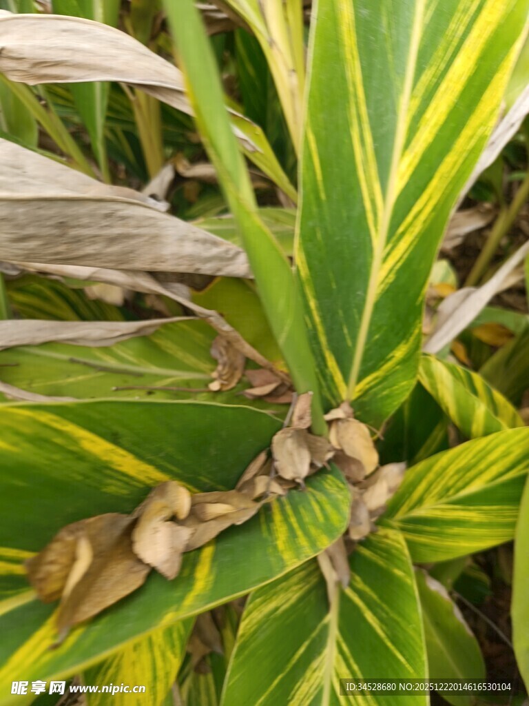 绿叶上的蜗牛特写