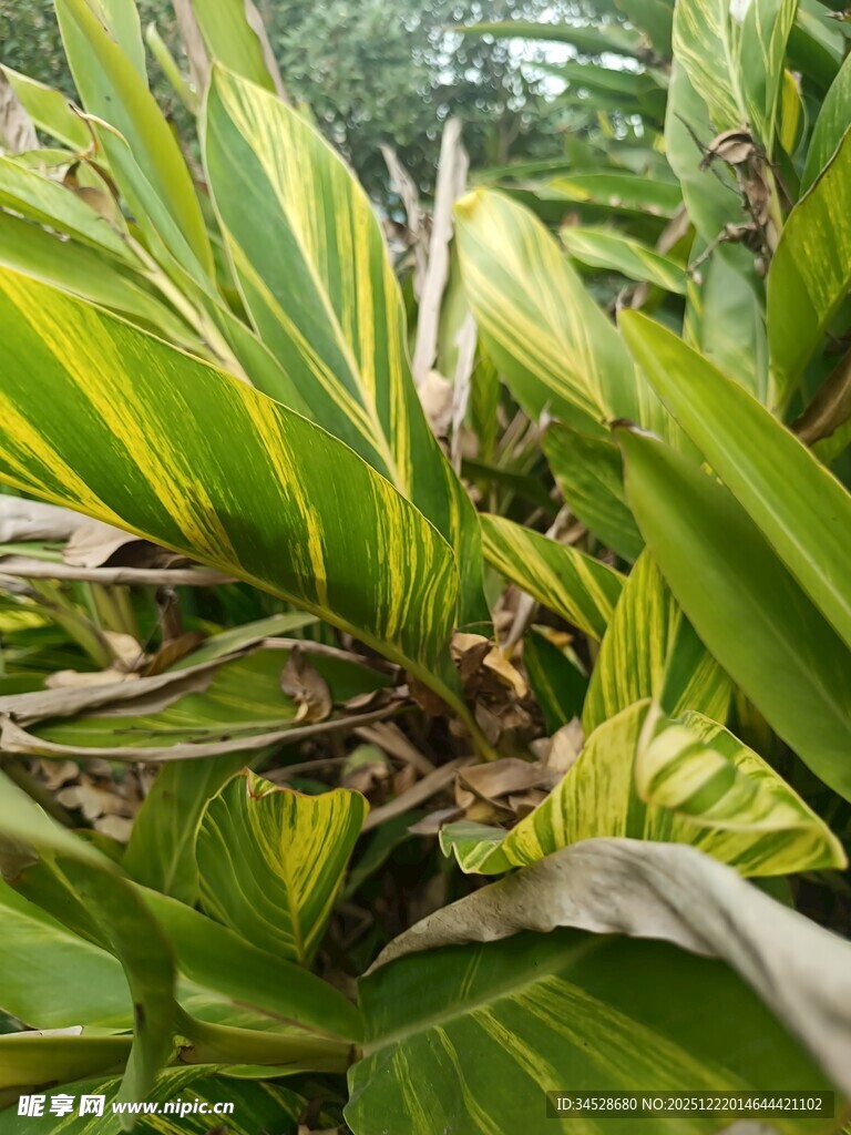 翠绿斑斓的植物叶片特写