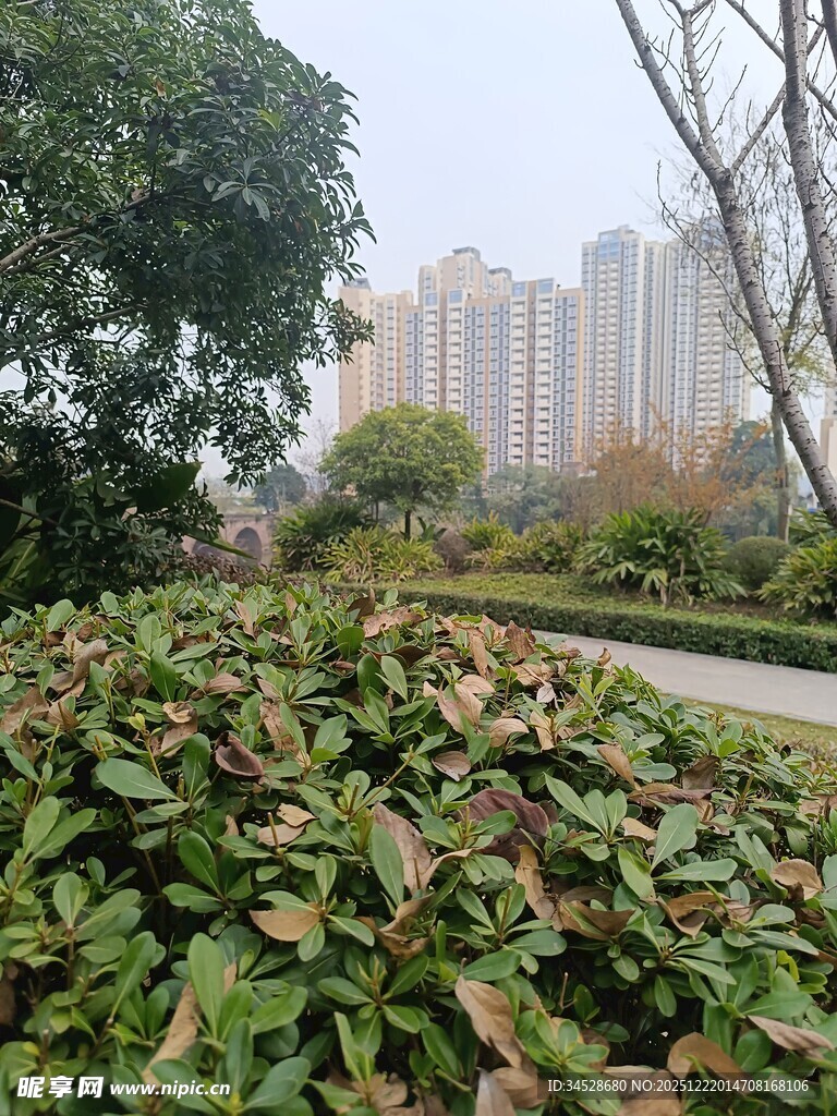 城市公园绿植与高楼景观