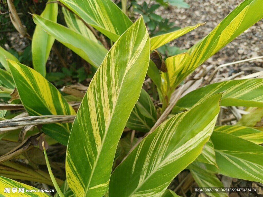 黄绿条纹叶片植物特写