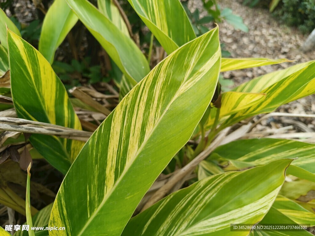 黄绿条纹叶片的植物