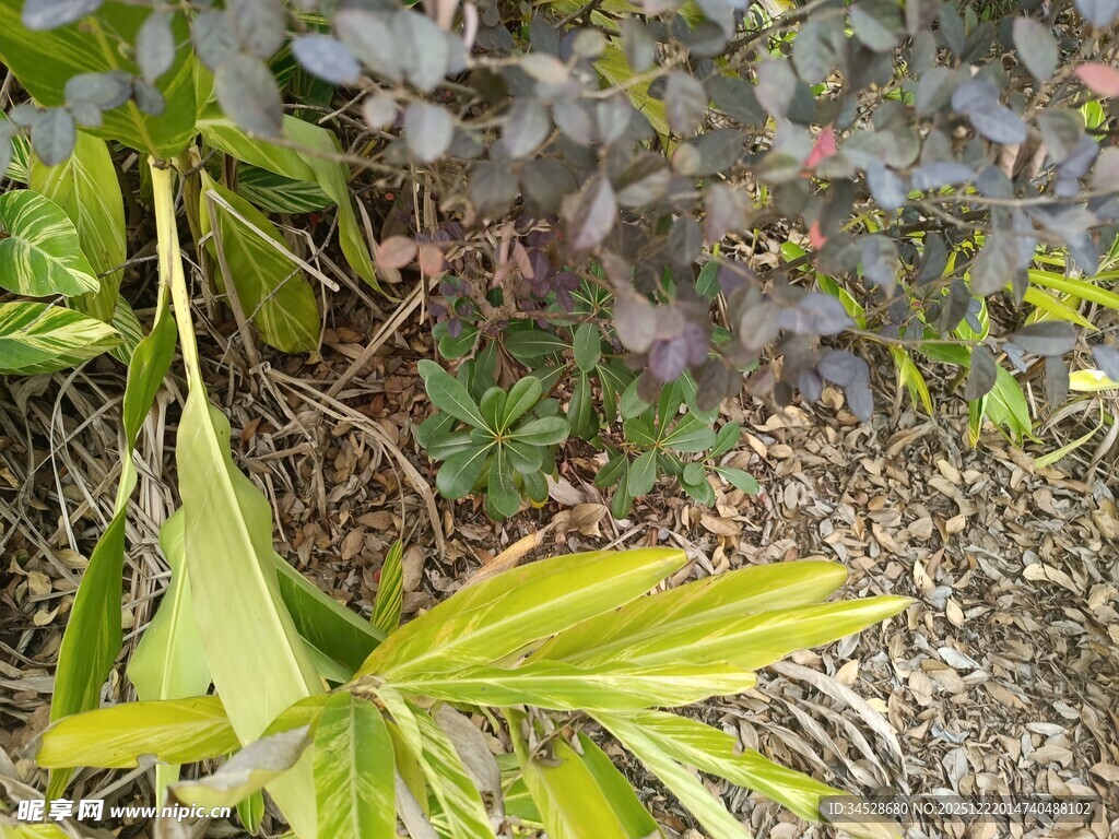 野外生长的翠绿植物