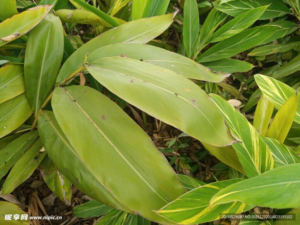 翠绿斑斓的叶片植物