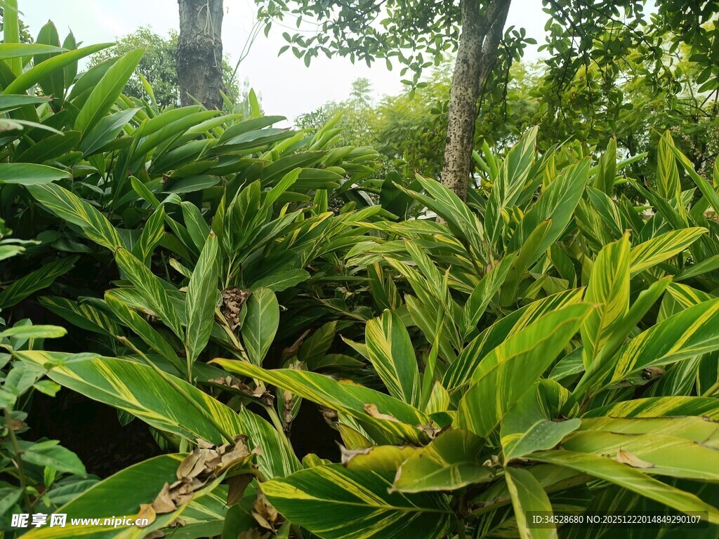 茂密葱郁的热带植物景观
