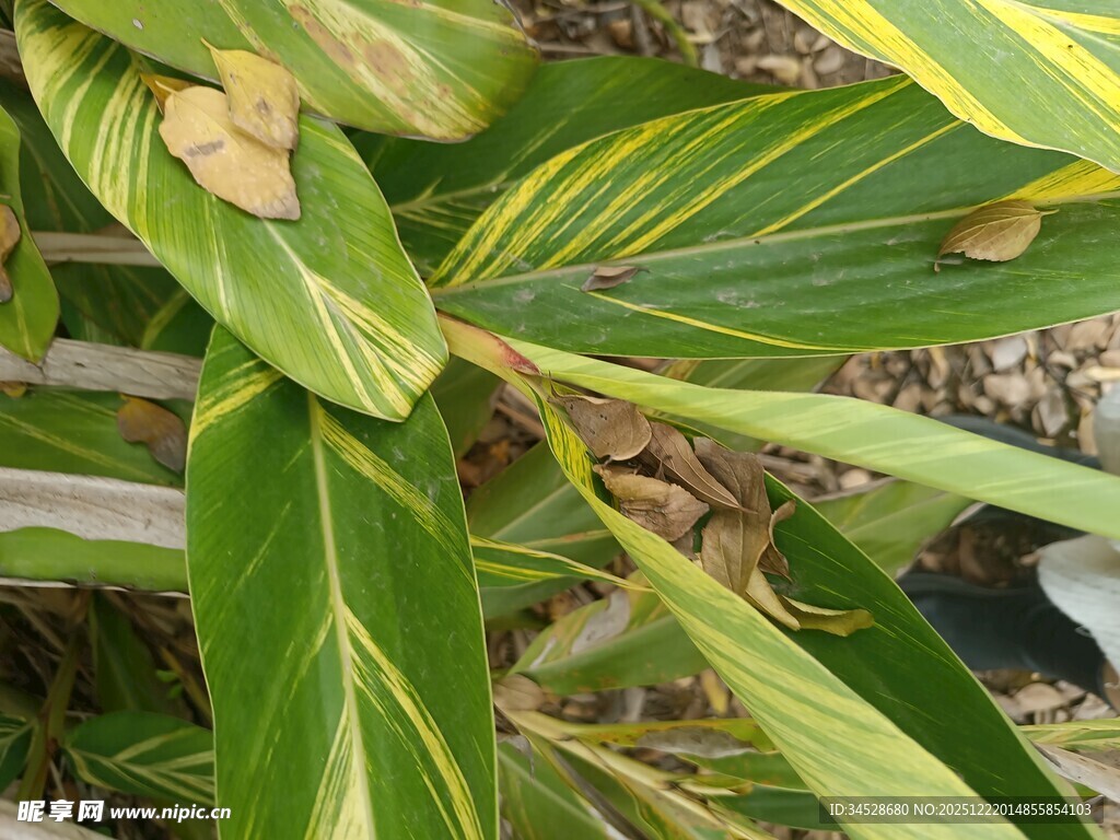 黄绿条纹叶片植物特写