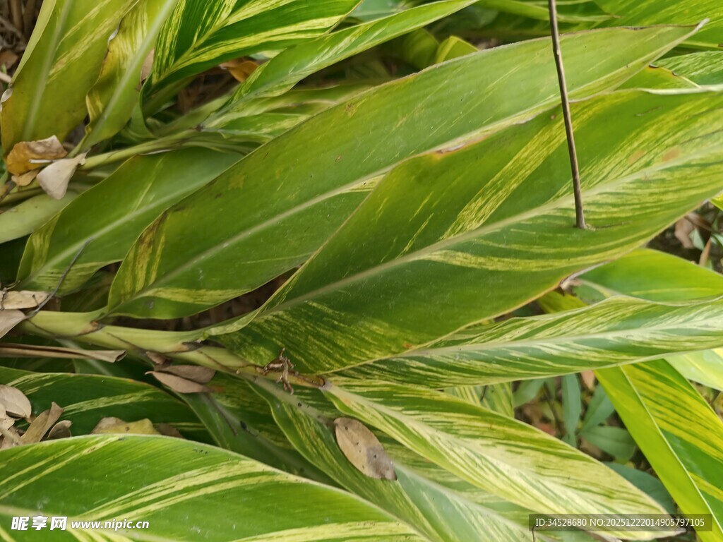 翠绿斑斓的热带植物叶片