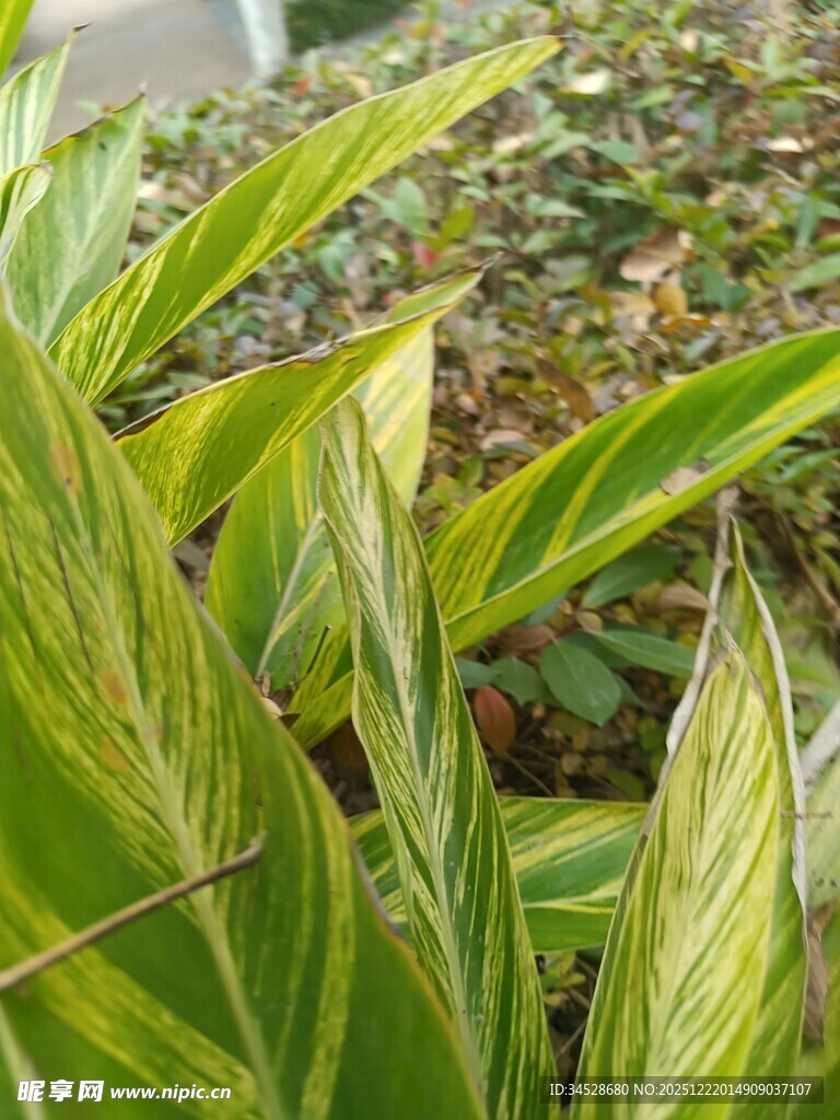 黄绿条纹叶片的美丽植物