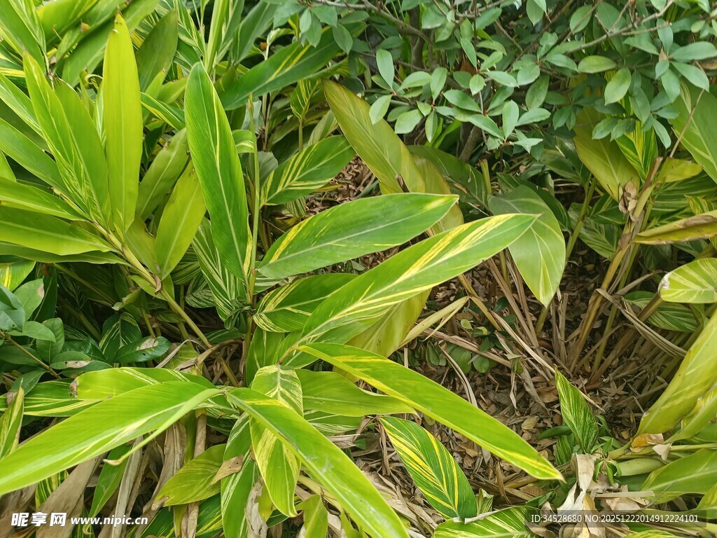 翠绿繁茂的热带植物景象