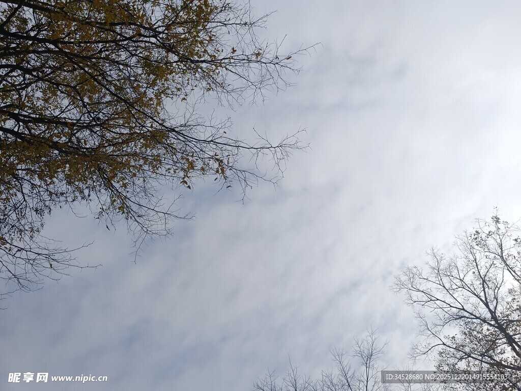 仰视天空与树枝景象