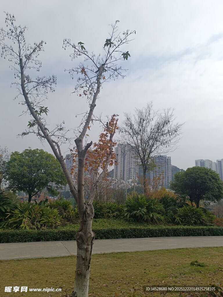 冬日公园枯树与远处建筑