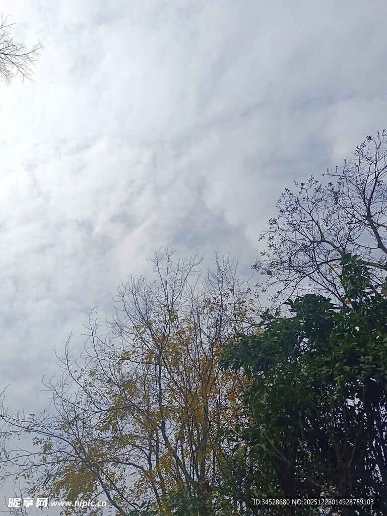 天空下的树木枝叶景观