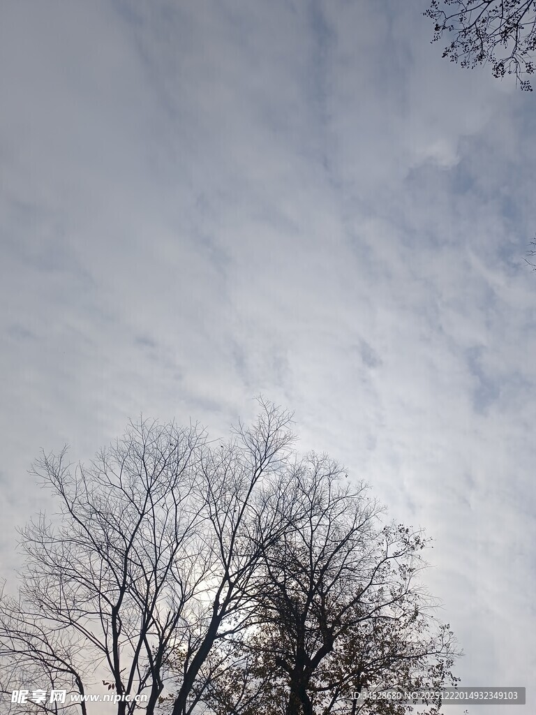 冬日枯树与朦胧天空