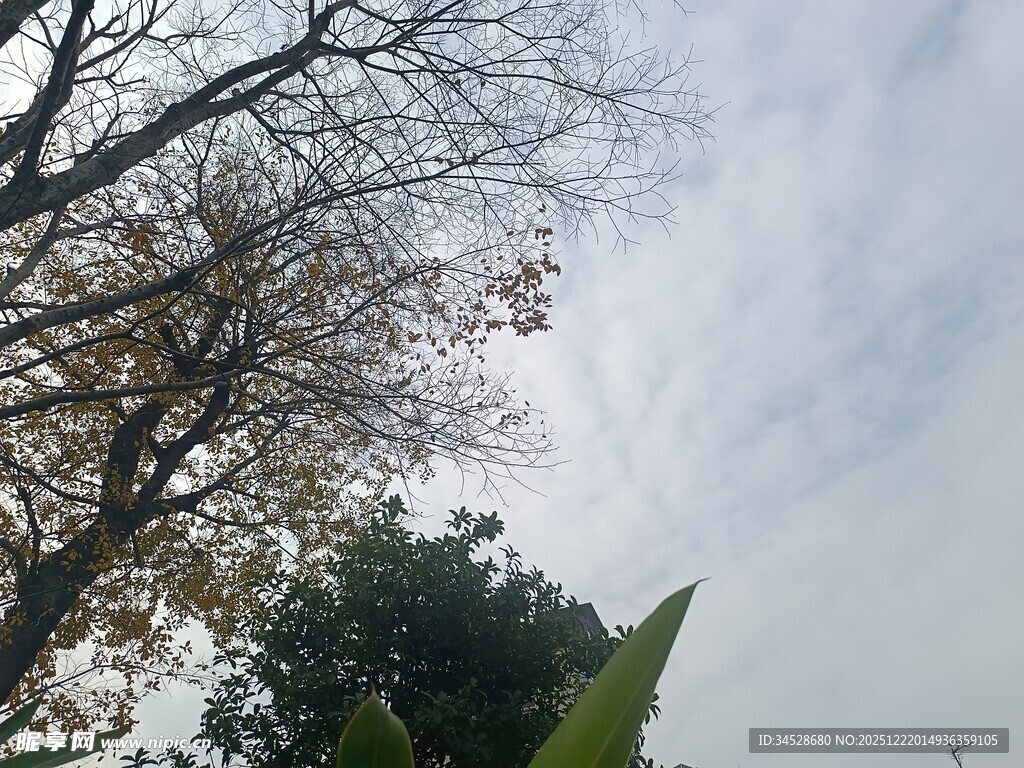 秋日树梢与天空之景