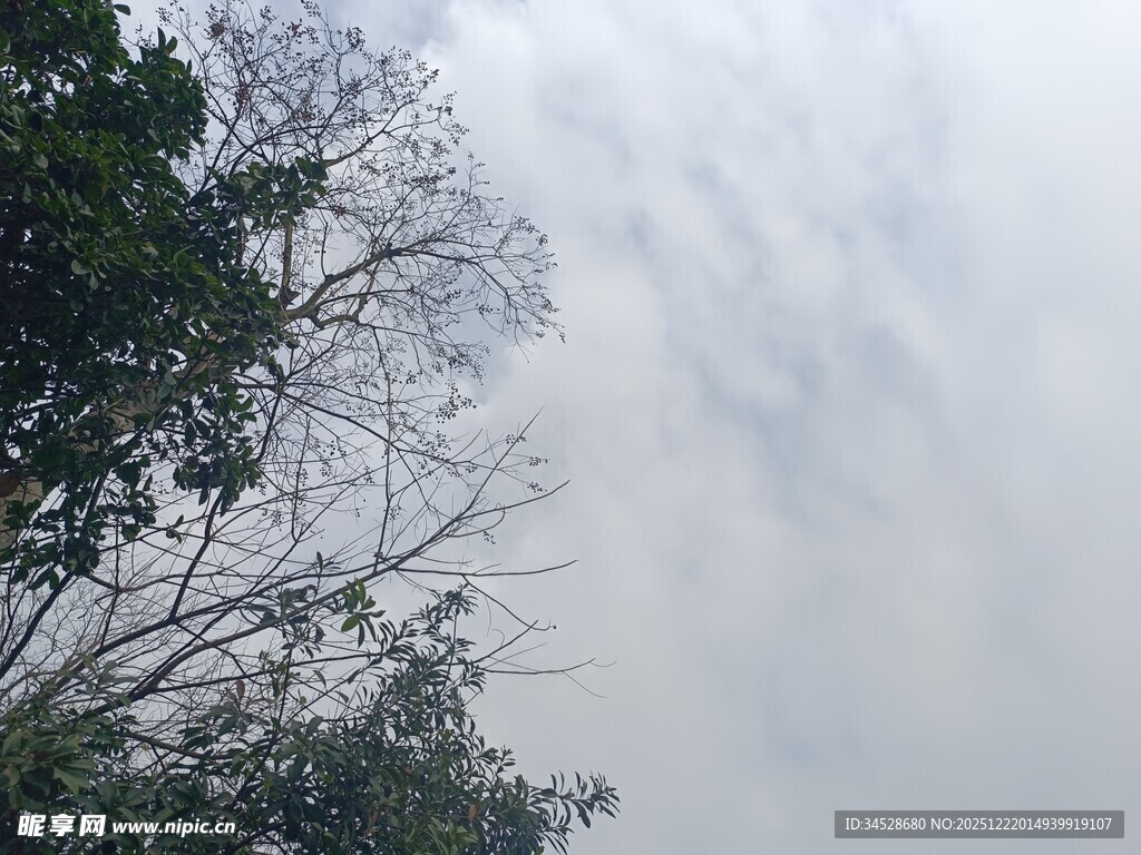 仰视天空中的树木